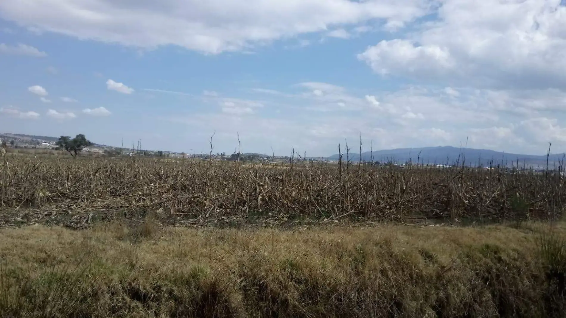 El Seguro Agrícola Catastrófico para este año se eliminó por parte de la Federación, motivo